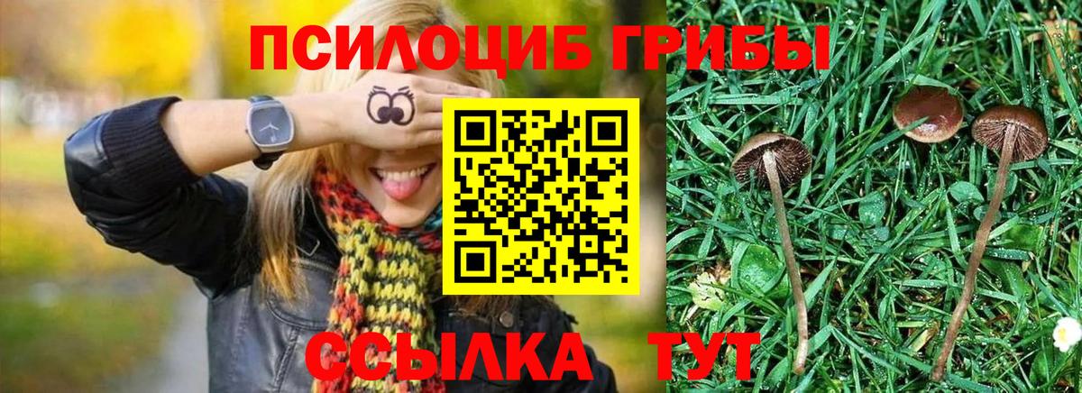 Псилоцибиновые грибы мицелий Таганрог